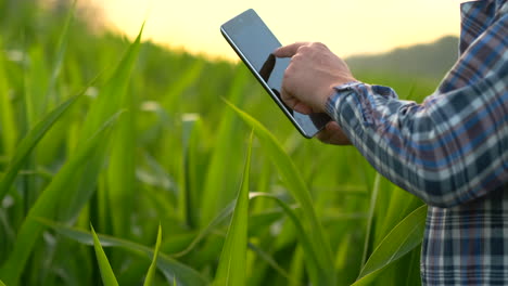 Back-view:-the-Modern-farmer-in-his-shirt-and-baseball-cap-with-tablet-computer-in-the-hands-of-the-hand-touches-the-leaves-of-corn-in-field-at-sunset-by-analyzing-the-state-of-the-harvest-and-health-of-plants.-Modern-agriculture